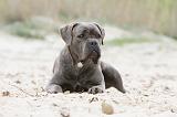 CANE CORSO 545